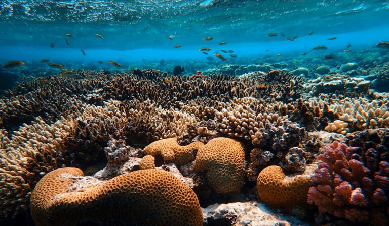 Coral and fish