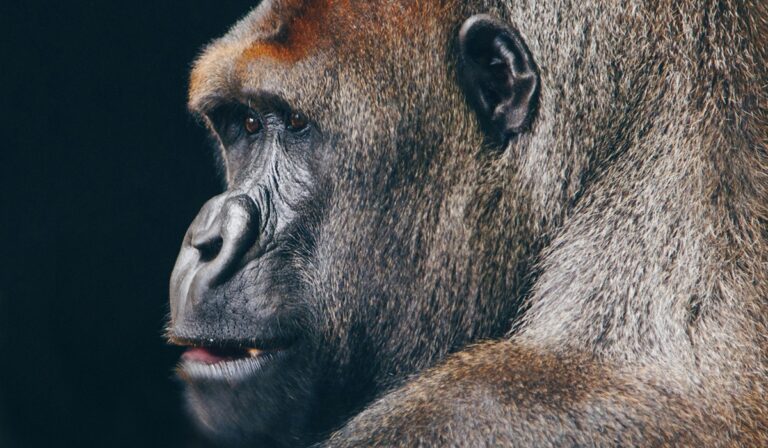 Gorilla's face