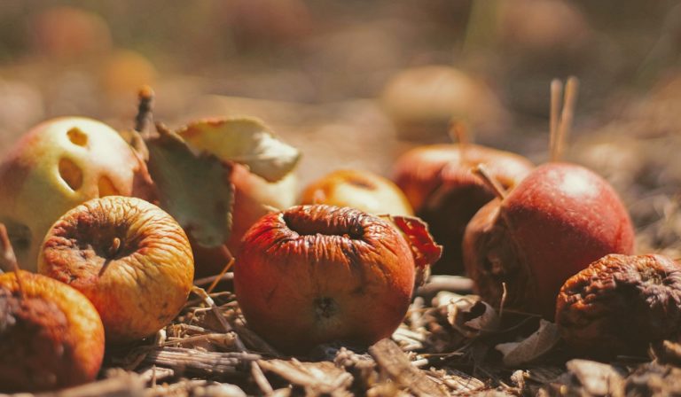 Rotting fruit