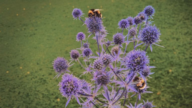 Bee on a thistle