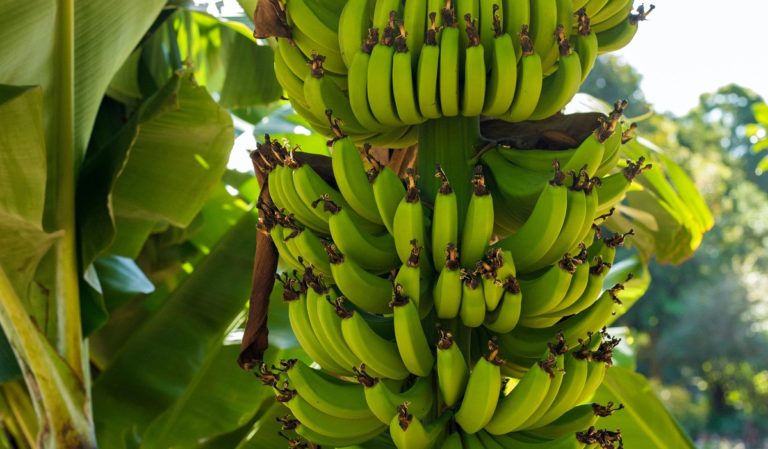 Bananas growing