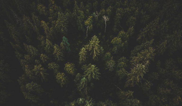 Forest from above