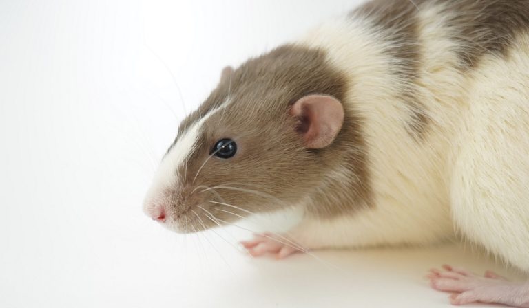 Rat