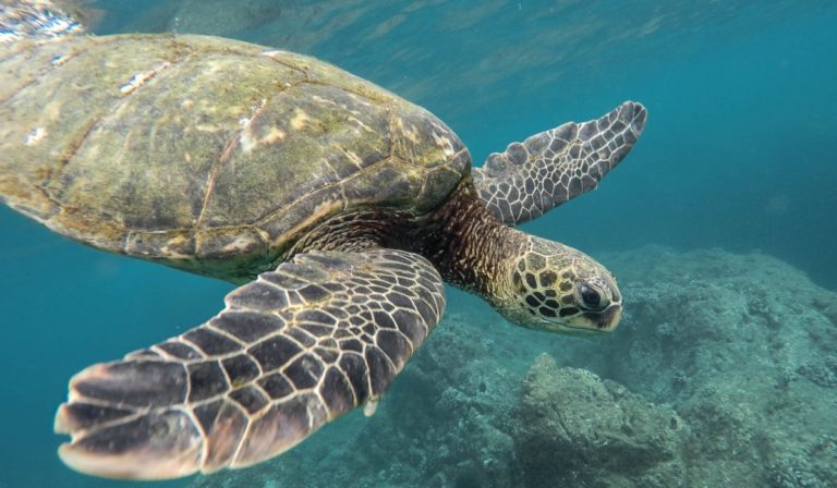 Sea turtle swimming