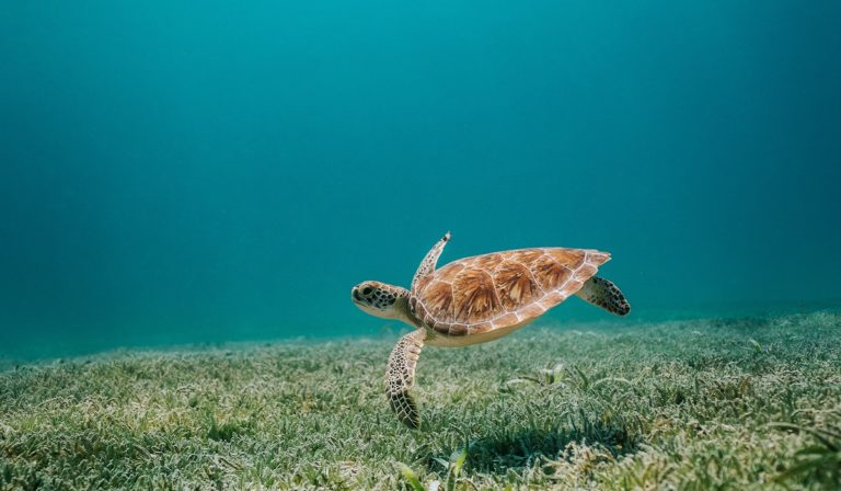 Sea turtle swimming