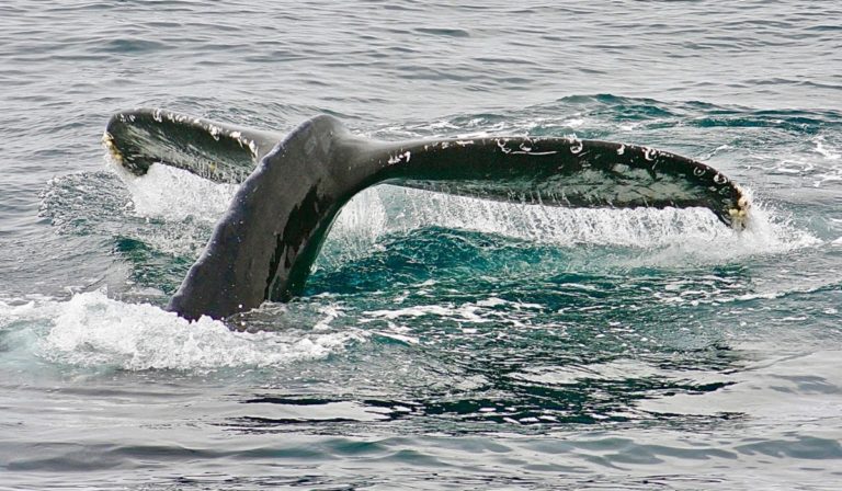 Whale's tail