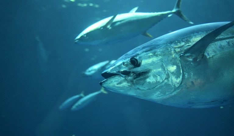 Tuna at sea