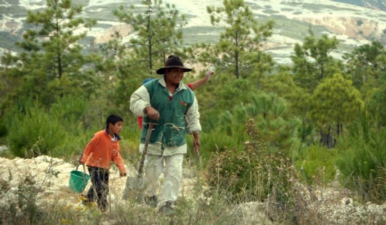 Man and child restoring forest in Oaxaca