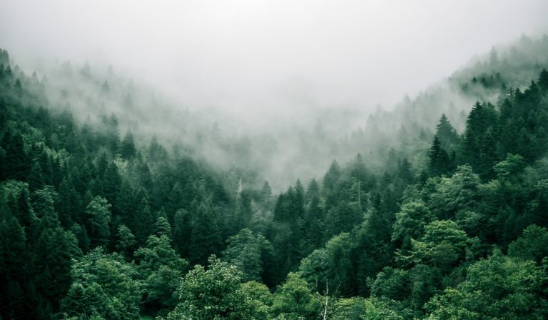 An aerial view of the rainforest