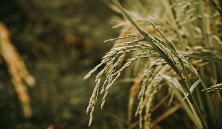 Rice tree