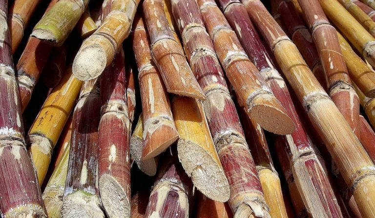 Cut sugarcane