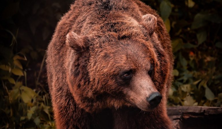 Brown bear