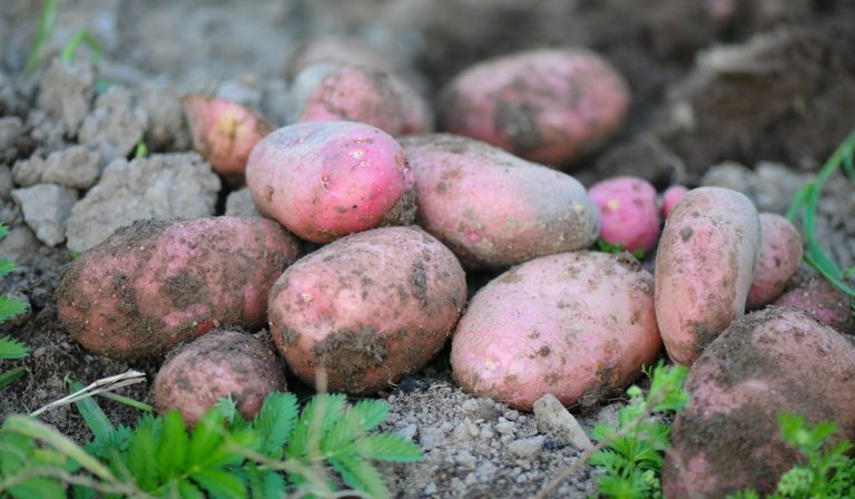 Red potatoes in the soil