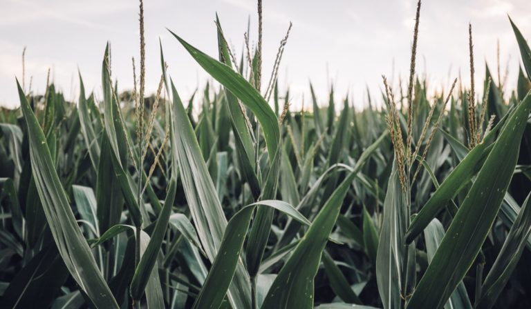 Corn growing in the field