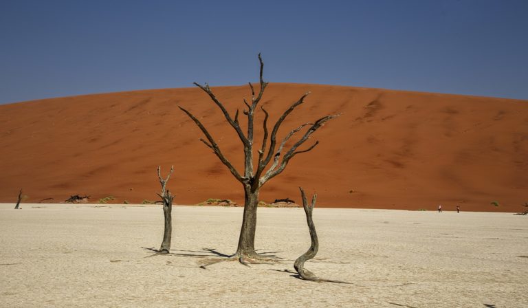 Dead Camel wood trees survived very long times in the dead vlej, but due to climate change they dies long time ago