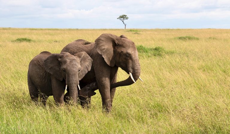 Two elephants in an open field