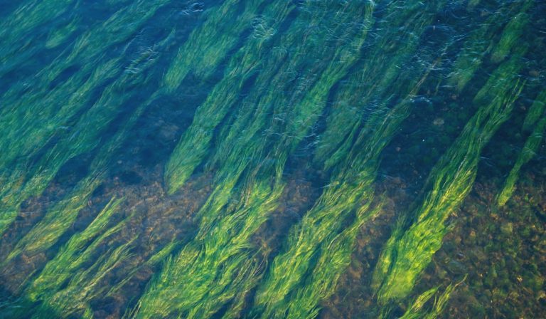 Seagrass