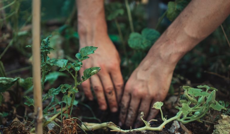 A person preparing for planting the plant