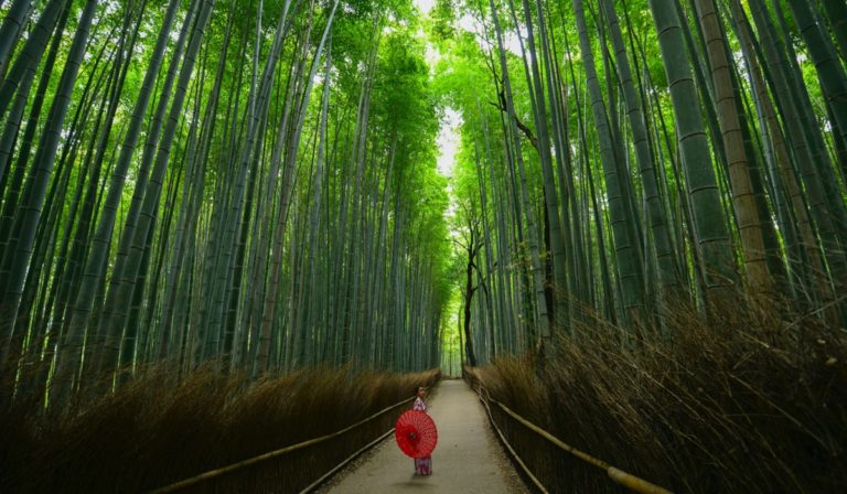 Bamboo forest