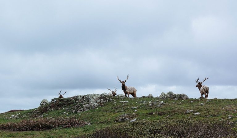 Caribou