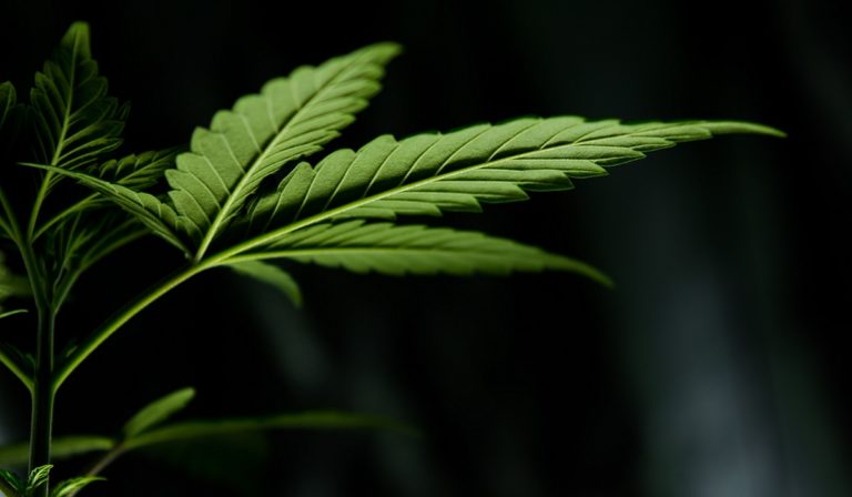 Cannabis leaf