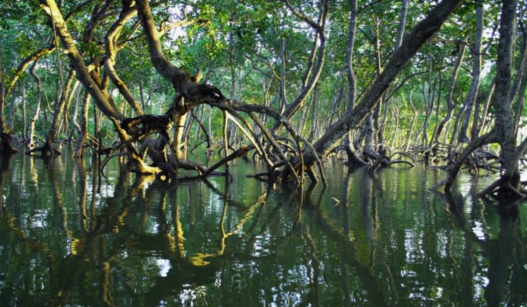 Mangrove forest