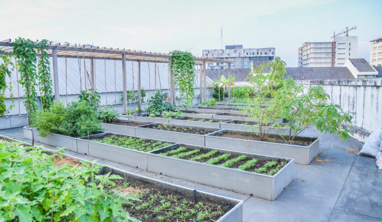 Rooftop farm