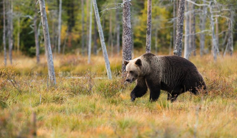 Black bear