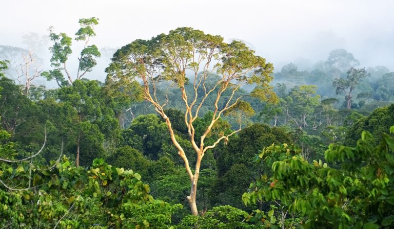 Danum Valley, Borneo, Malaysia