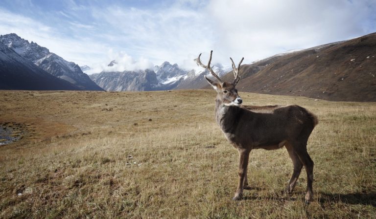 Caribou in mountains