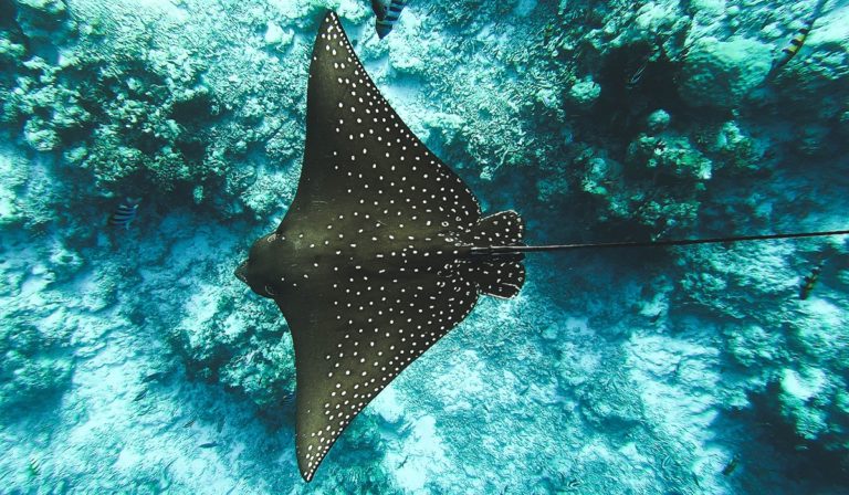 Manta ray from above