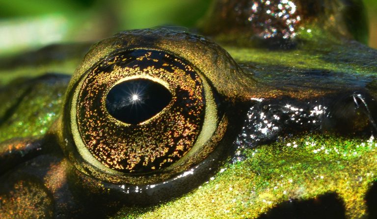 Eye of reptile