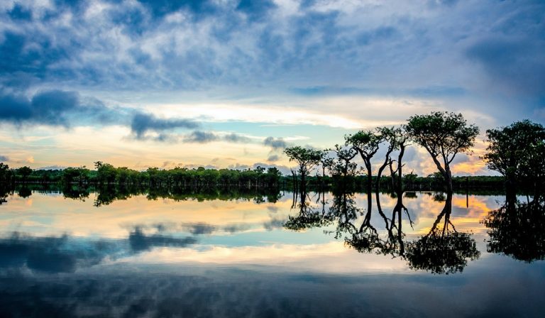 Trees reflected in river