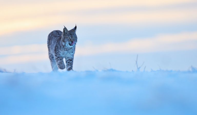 Lynx walking in the snow