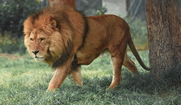 Lion