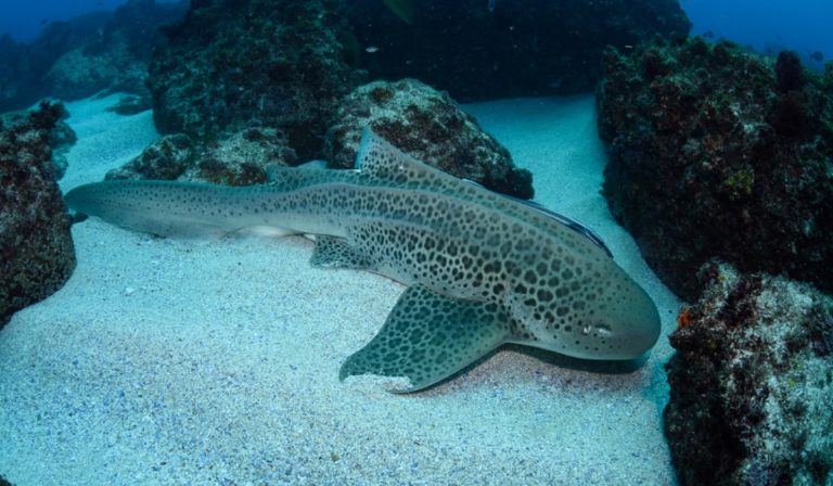 Zebra shark