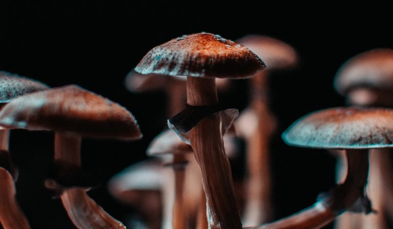 Psilocybin mushrooms