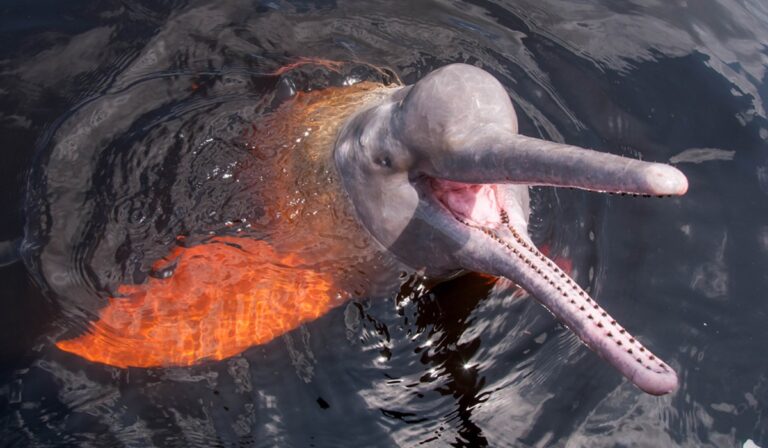 River dolphin