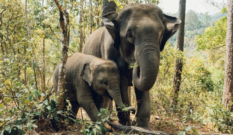 Asian elephant and baby