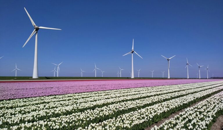 Wind turbines amid flower farm