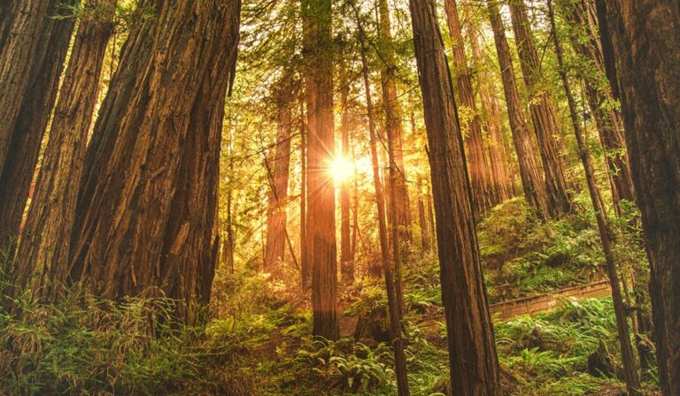 Redwoods with sun shining through