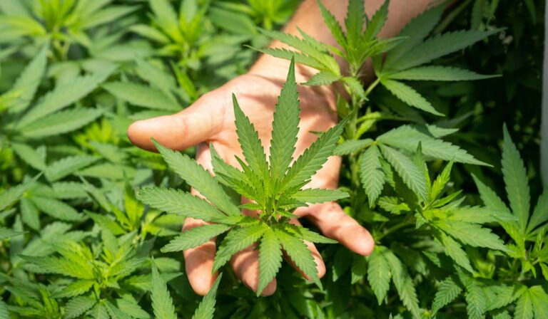 Hand holding living cannabis plant