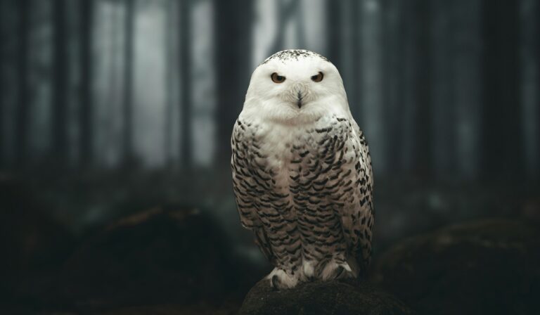 Spotted owl