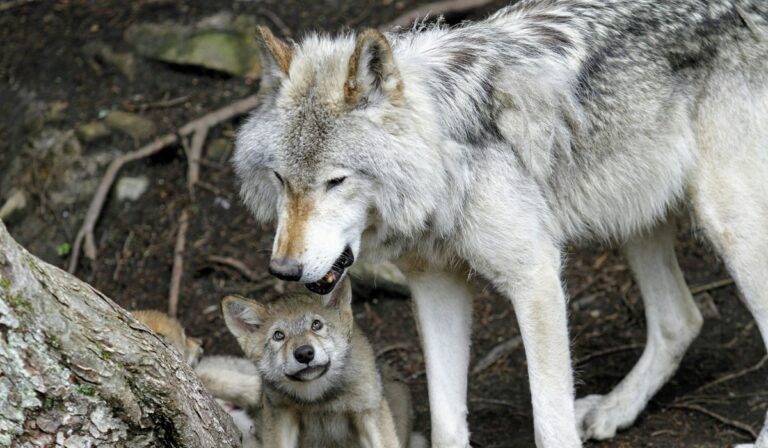 Wolf and cub