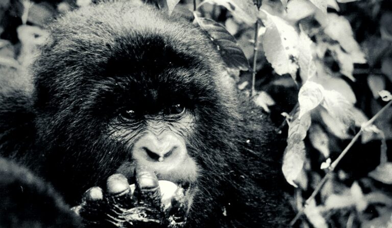 Black-and-white photo of baby gorilla