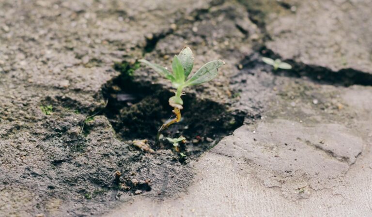 Plant coming out of concrete
