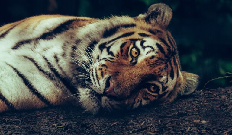 Tiger lying down