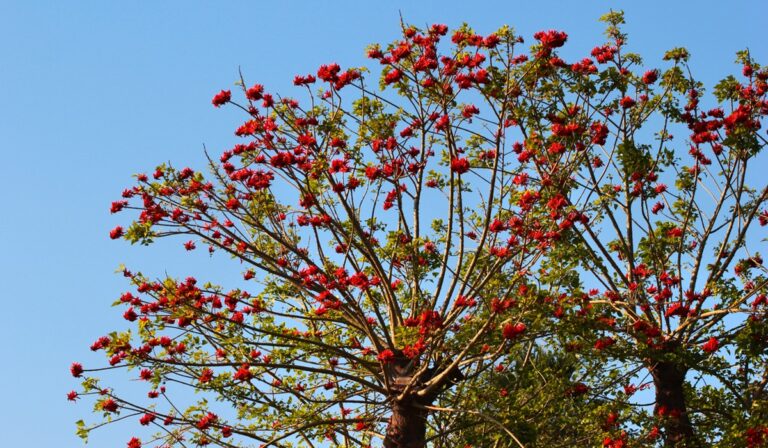 Indian coral tree, or Erythrina variegata flowers on a tree