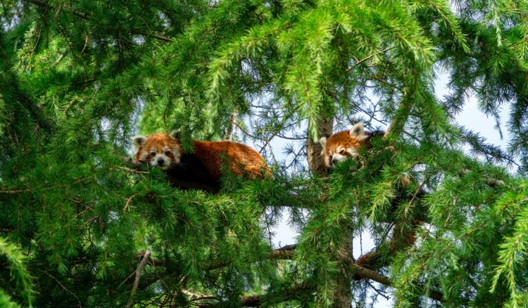 Red pandas in a tree