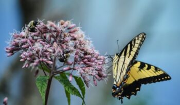 A butterfly landing on a flower|jenna lee unsplash